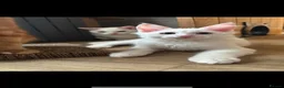 Maine Coon cats for sale: LAST 2 MALE MAINE COON KITTENS  - Advert 3