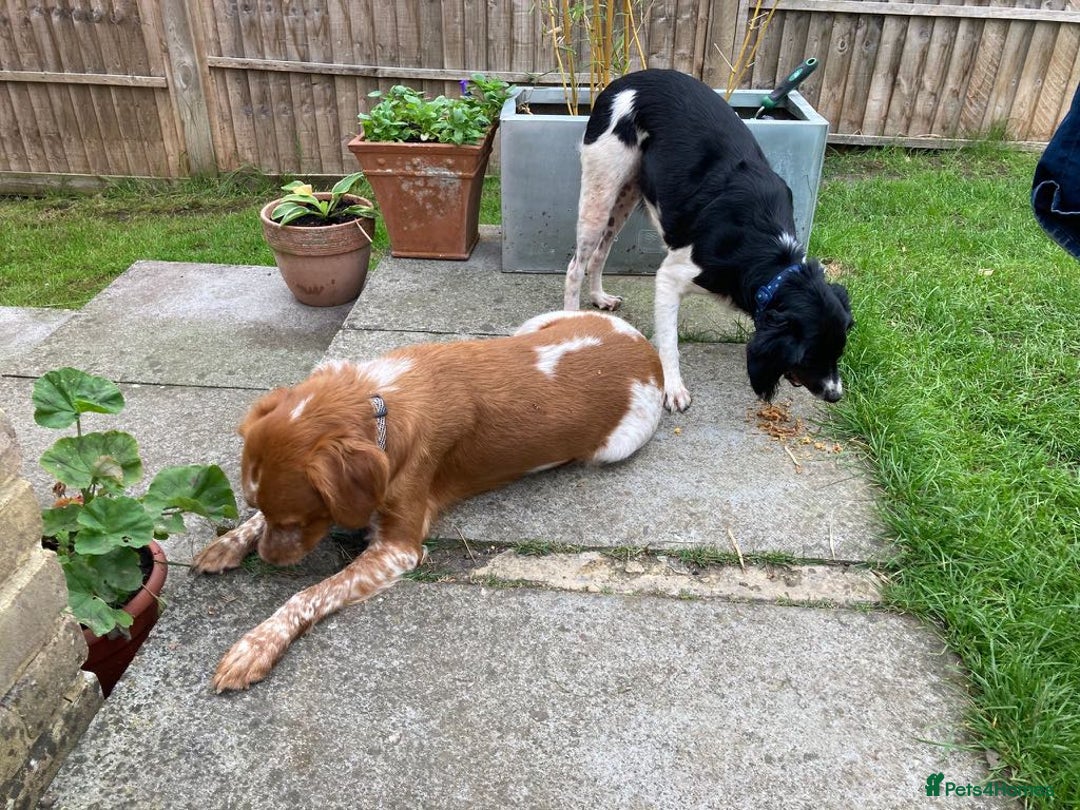 Brittany Spaniel dogs for adoption: Handsome, gentle, charming Marmalade in Surrey - Image 8