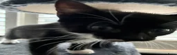 British Shorthair cats for sale: The Tuxedo Esquire, Sisters - Advert 7