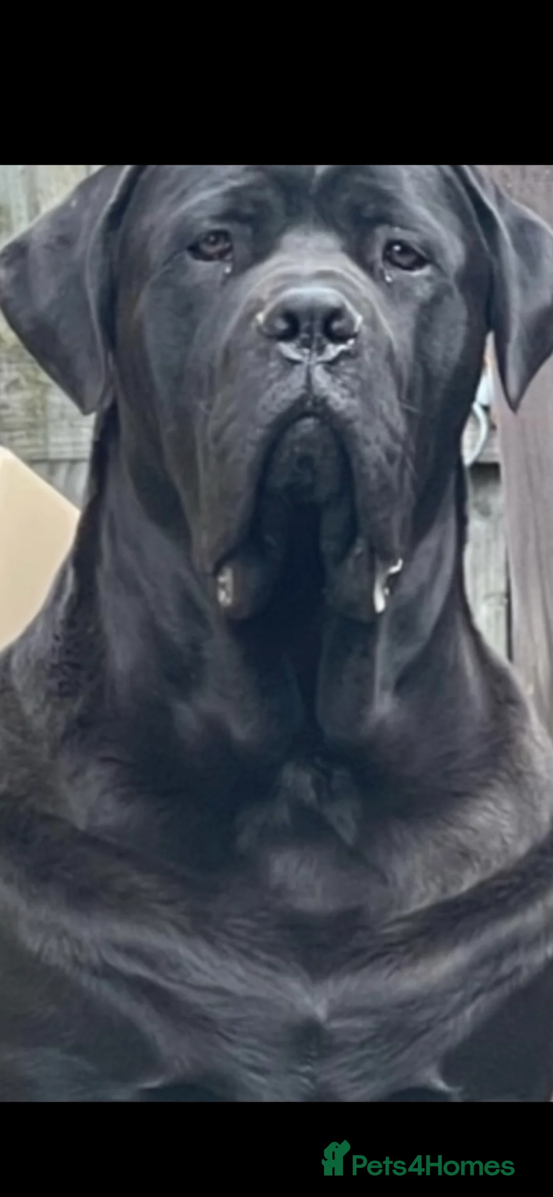 Cane Corso dogs for sale: Cane corso called Bear - Advert 1