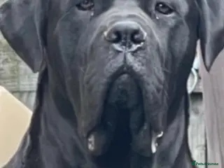 Cane Corso dogs Cane corso called Bear - Advert 2