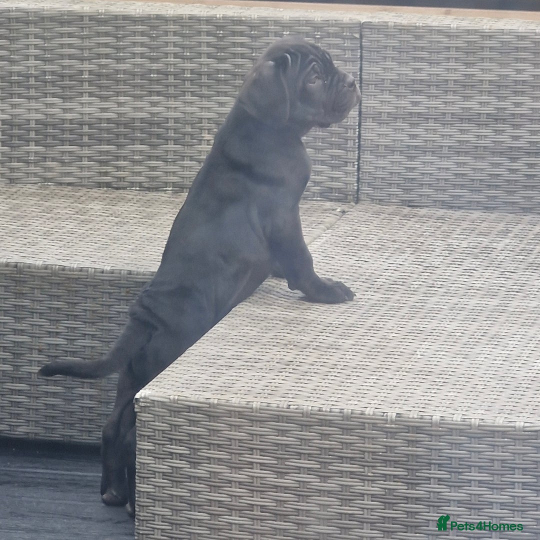 Cane Corso dogs for sale: EXCEPTIONAL PEDIGREE CANE CORSO PUPPIES - Advert 30