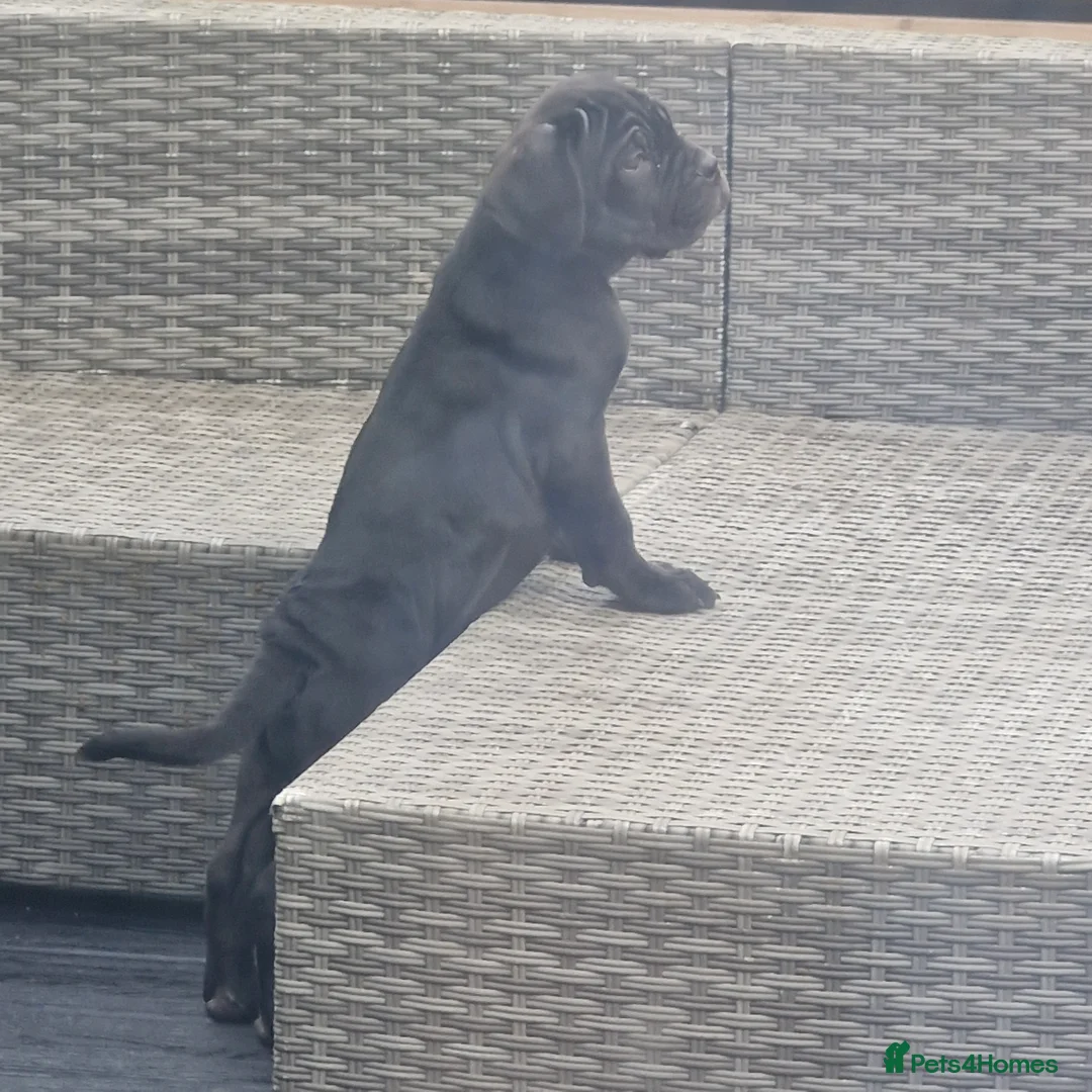 Cane Corso dogs for sale: EXCEPTIONAL PEDIGREE!! ONE BLUE GIRL AVAILABLE!! - Advert 16