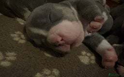 American Bully dogs for sale: American pocket bully tri pups - Image 18