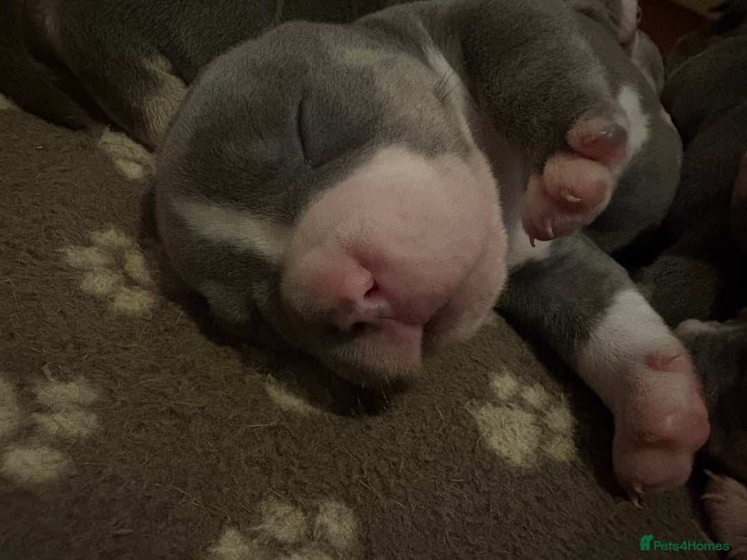 American Bully dogs for sale: American pocket bully tri pups - Image 18