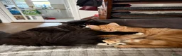 Mixed Breed cats for sale: Two lovely cats Tokyo and Ace in Walsall - Advert 4