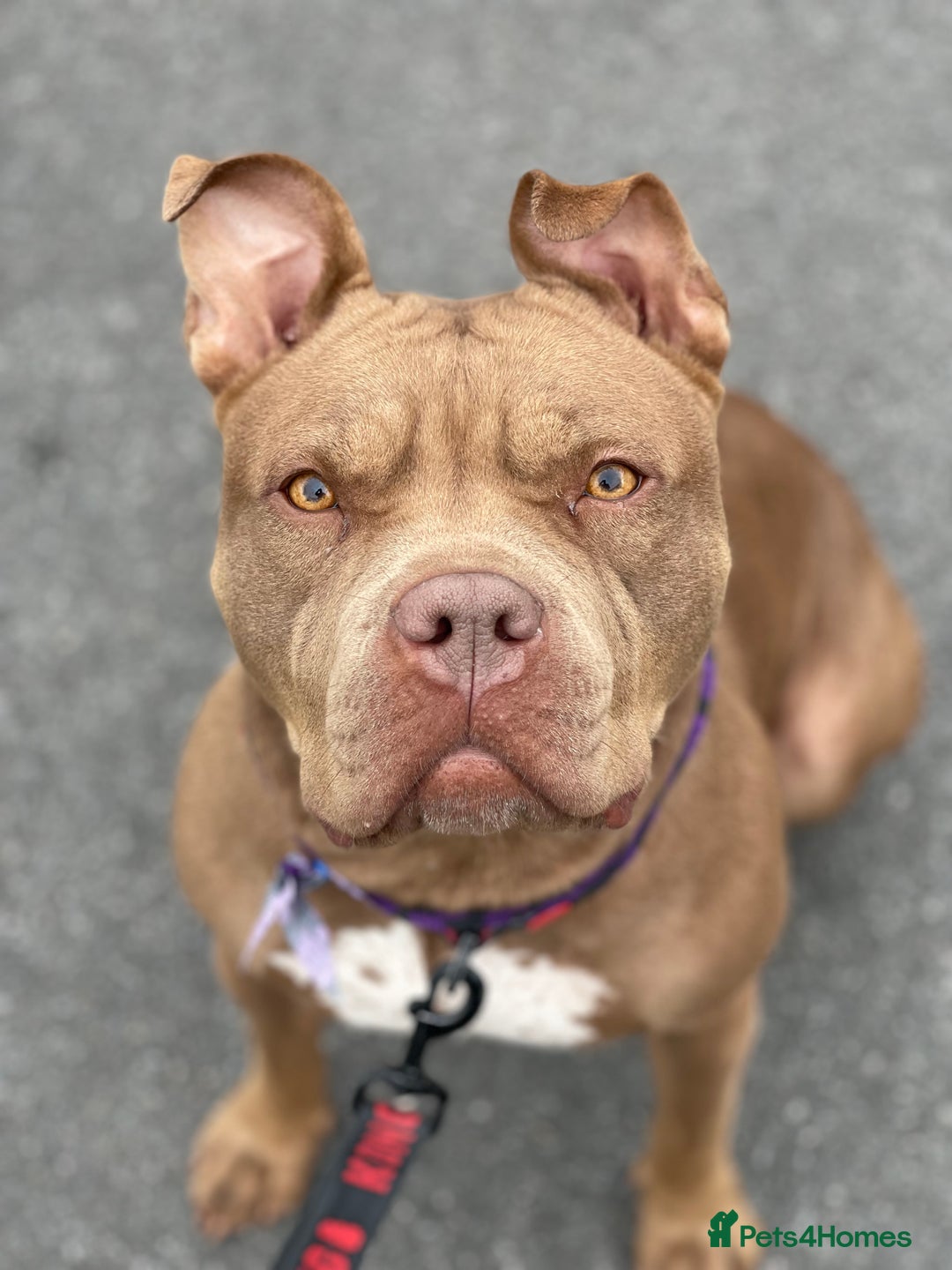 Mixed Breed dogs for sale: American bully/Pit x Rhodesian Ridgeback  - Advert 14