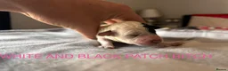 Cockapoo dogs for sale: 5 BEAUTIFUL COCKAPOO PUPPYS  - Advert 5