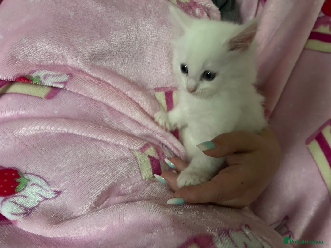 Maine Coon cats for sale: Maine coon X British short hair - Image 2