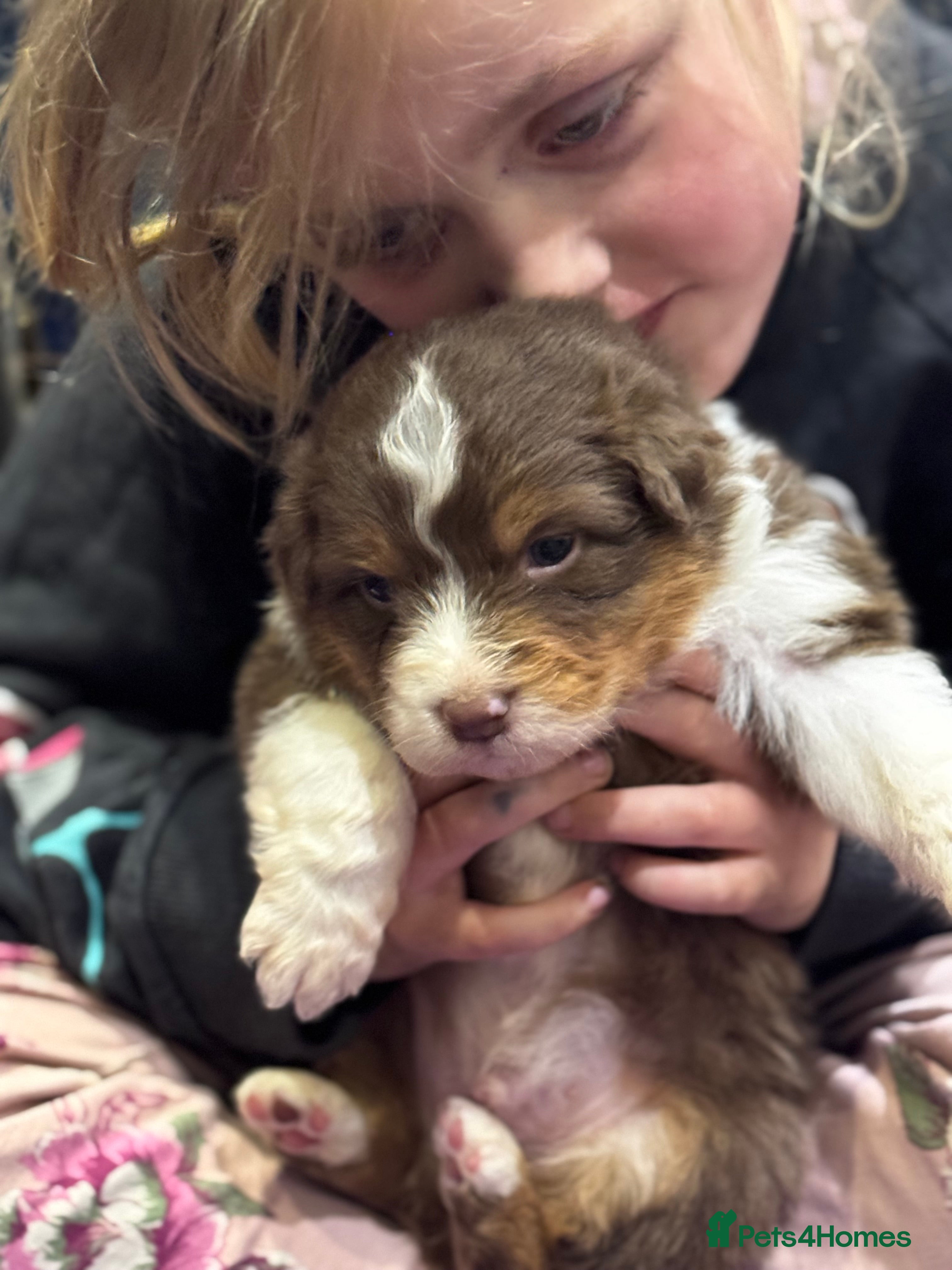 Australian Shepherd dogs for sale: Exceptional KC reg Australian shepherds - Advert 1