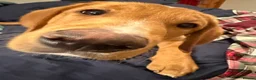 Labrador Retriever dogs for sale: Red fox labrador Male - Advert 3