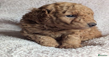 Toy Poodle dogs - Advert 11