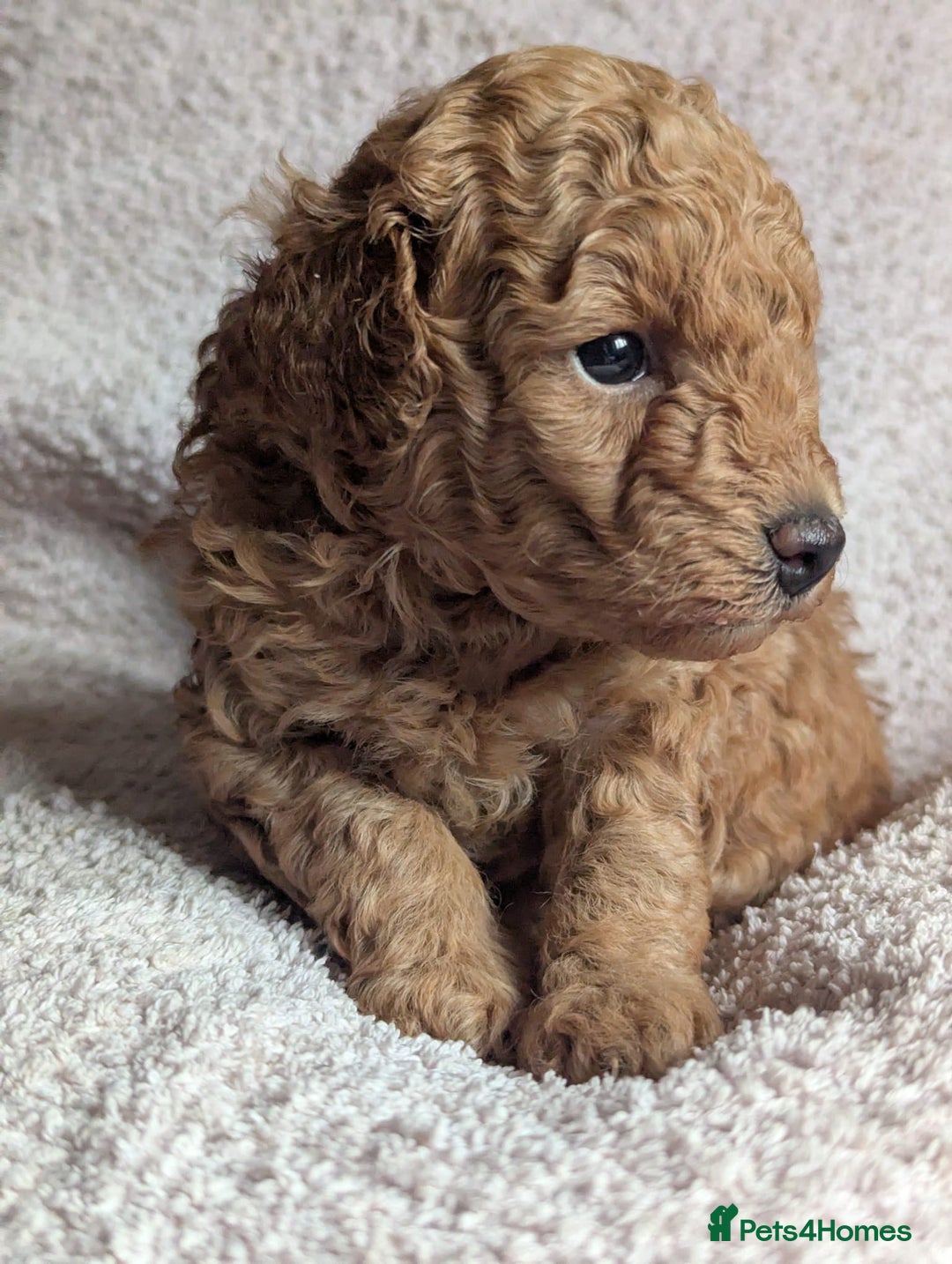 Toy Poodle dogs for sale: Tiny Red Toy Poodles Available now - Image 8