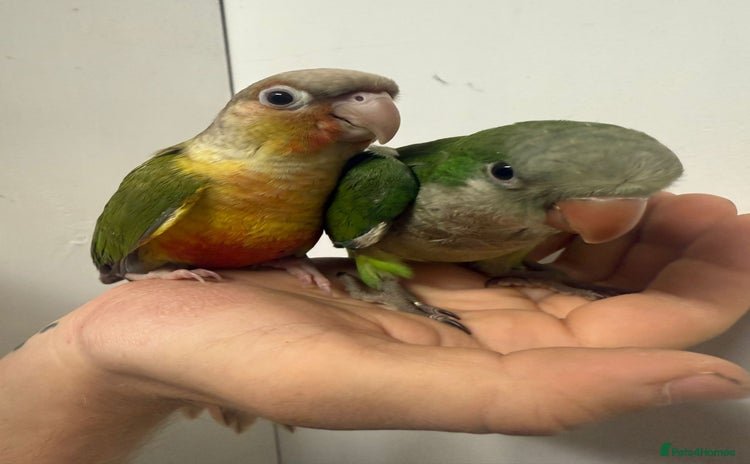 Parrots birds - Advert 1