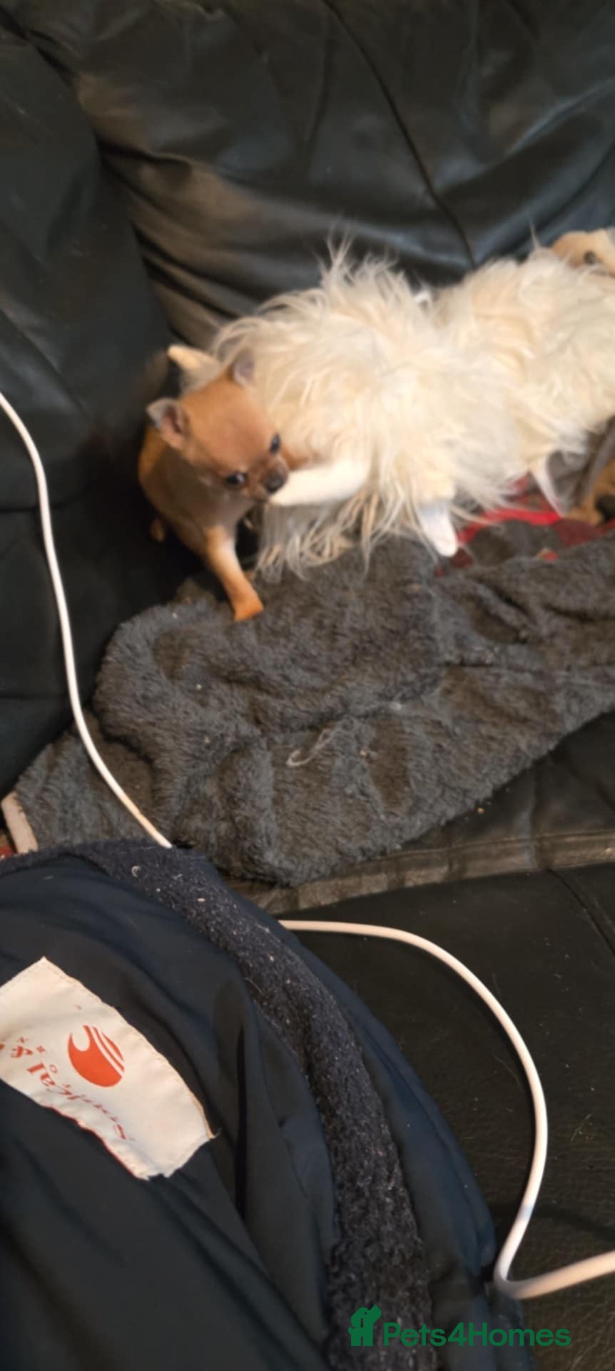 Chihuahua dogs Male chihuaha puppy  - Advert 15