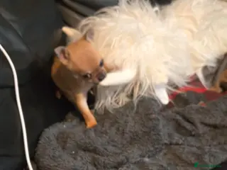 Chihuahua dogs Male chihuaha puppy - Advert 15