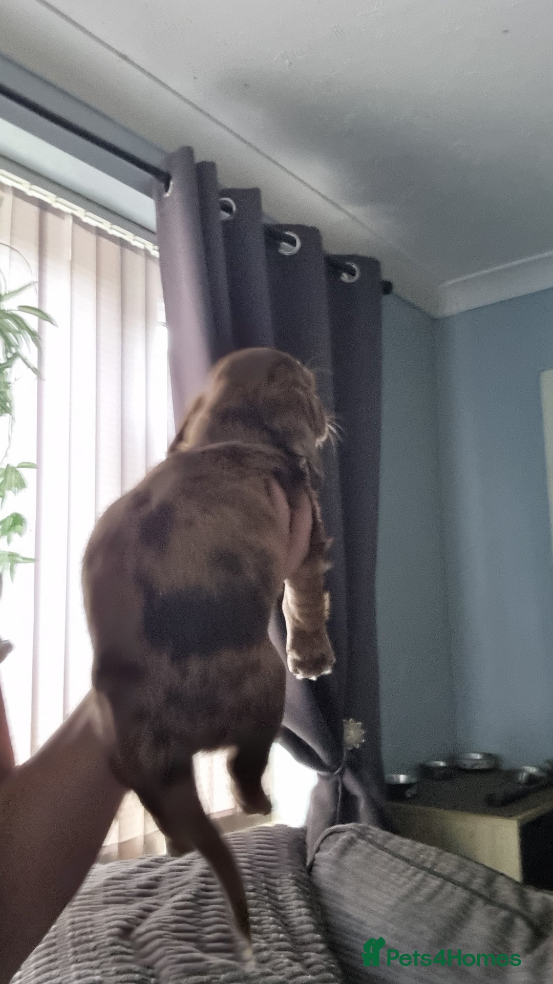 Mixed Breed dogs for sale: Docker  - Image 6