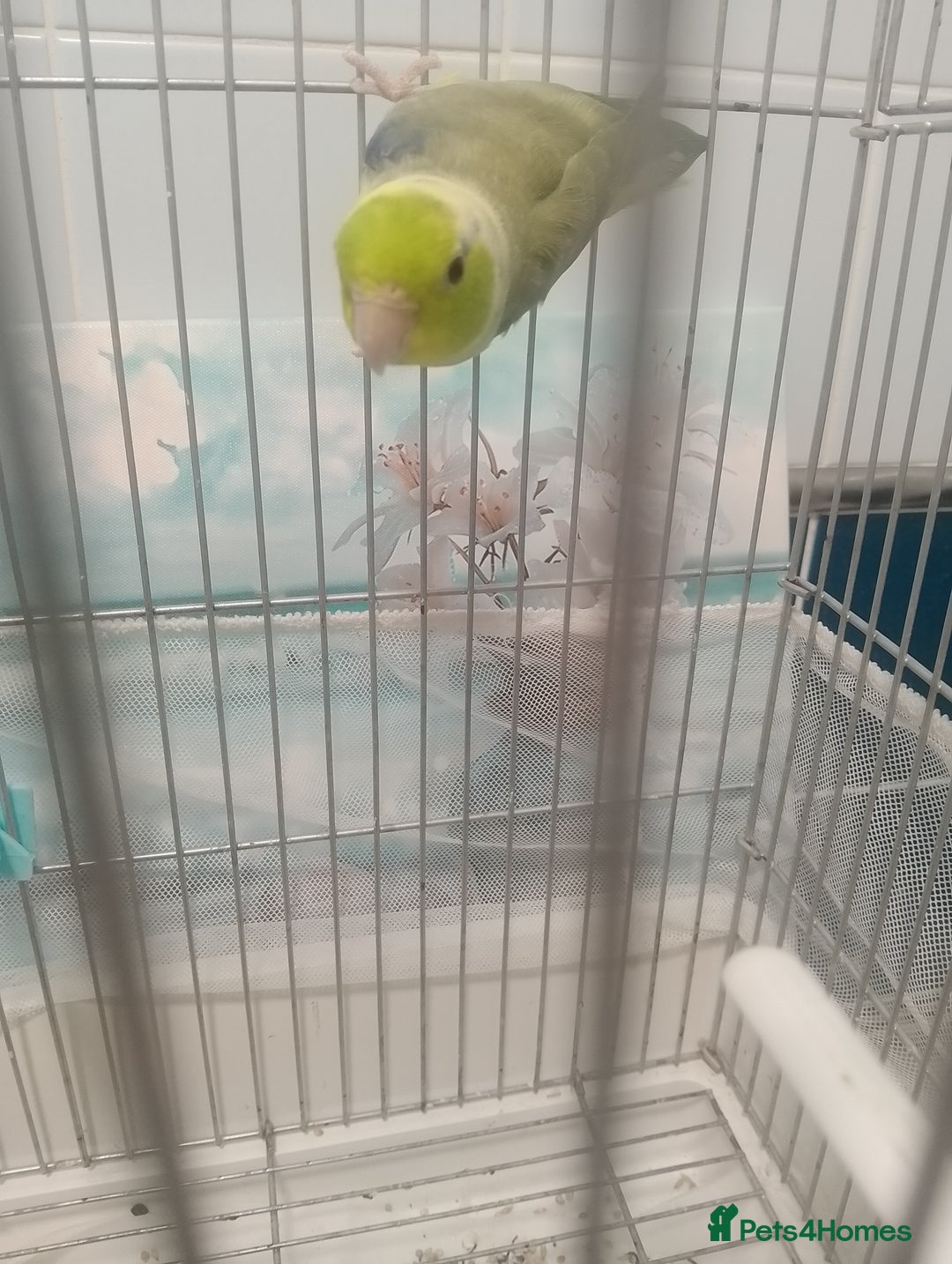 Finches birds for sale: Gouldian finches and parrotlet for sale  - Advert 14