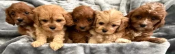 Cavapoo dogs for sale: HOUSE TRAINED EXTENSIVELY HEALTH TESTED CAVAPOOS  - Advert 5