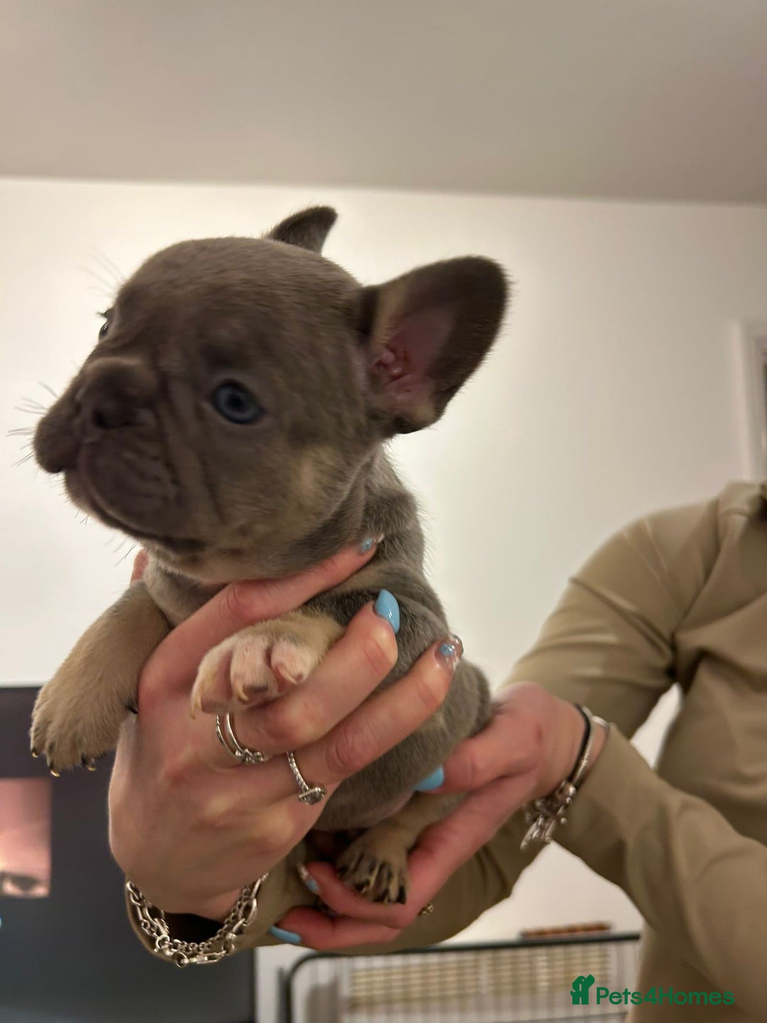 French Bulldog dogs for sale: French bulldog pups! - Image 10
