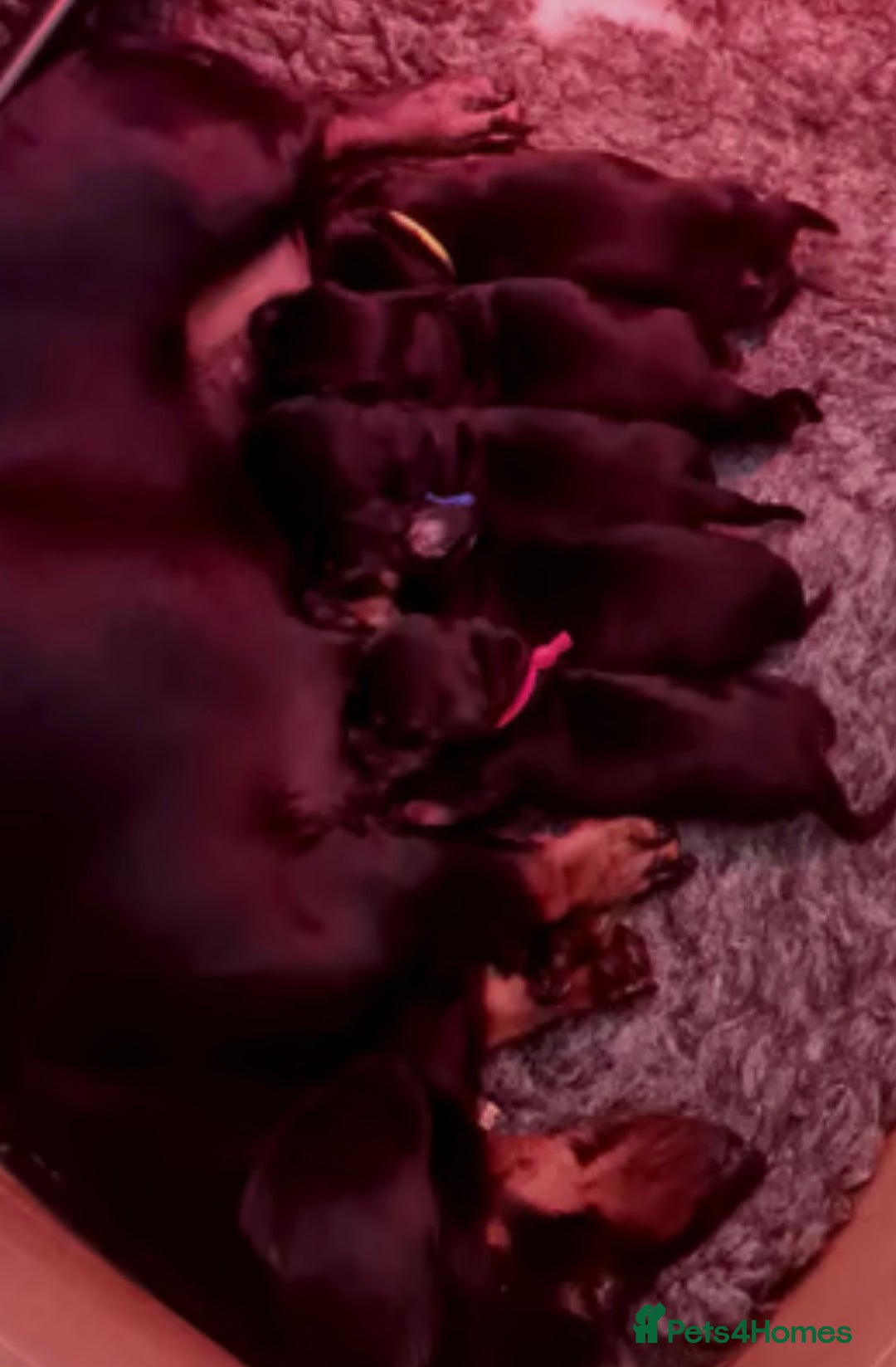 Miniature Dachshund dogs for sale: 💙Miniature dachshund puppies💝 - Image 6