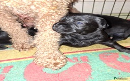 Mixed Breed dogs for sale: Miniature Poodle cross french bulldog puppies  - Image 13