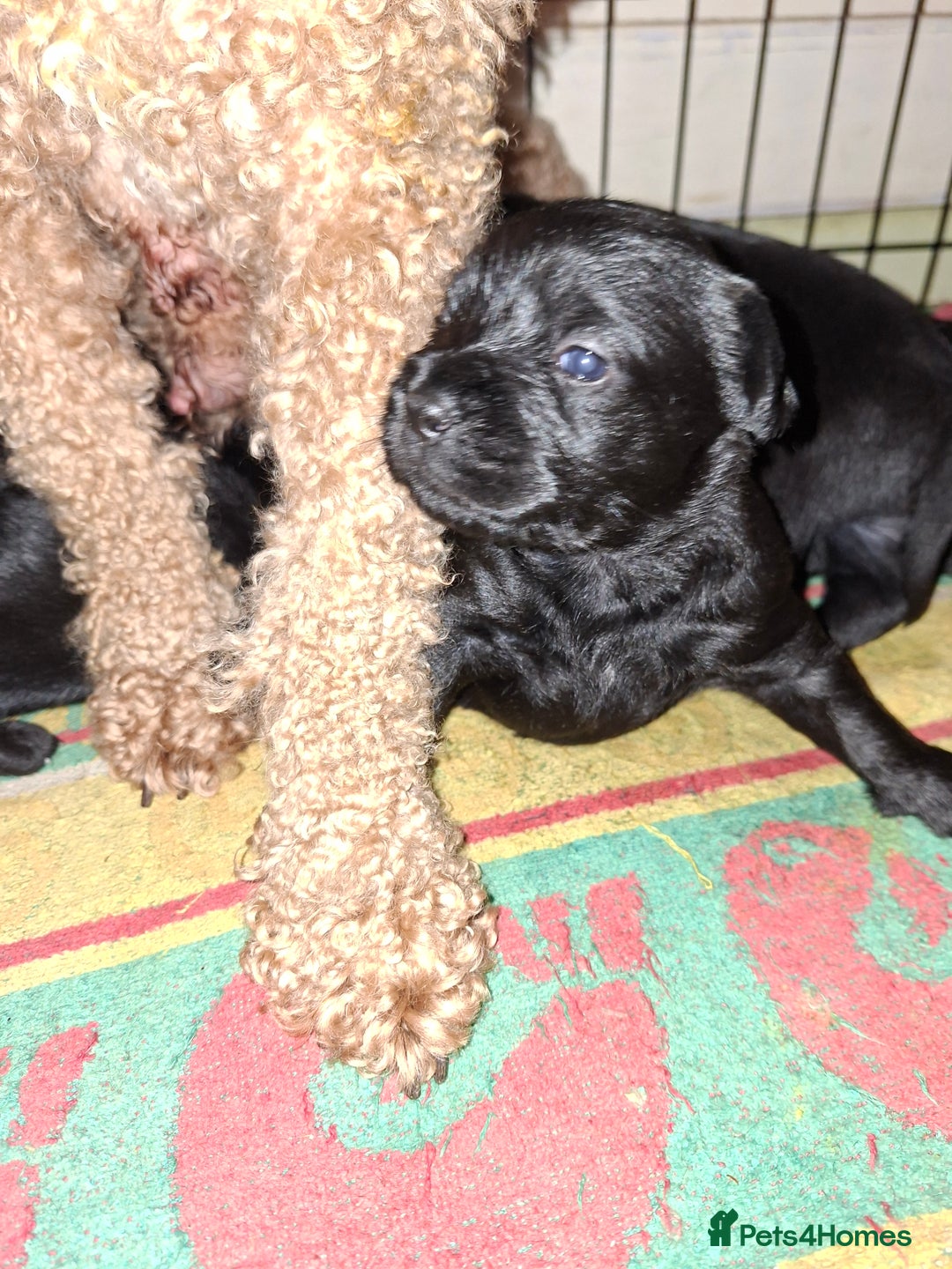 Mixed Breed dogs for sale: Miniature Poodle cross french bulldog puppies  - Image 13