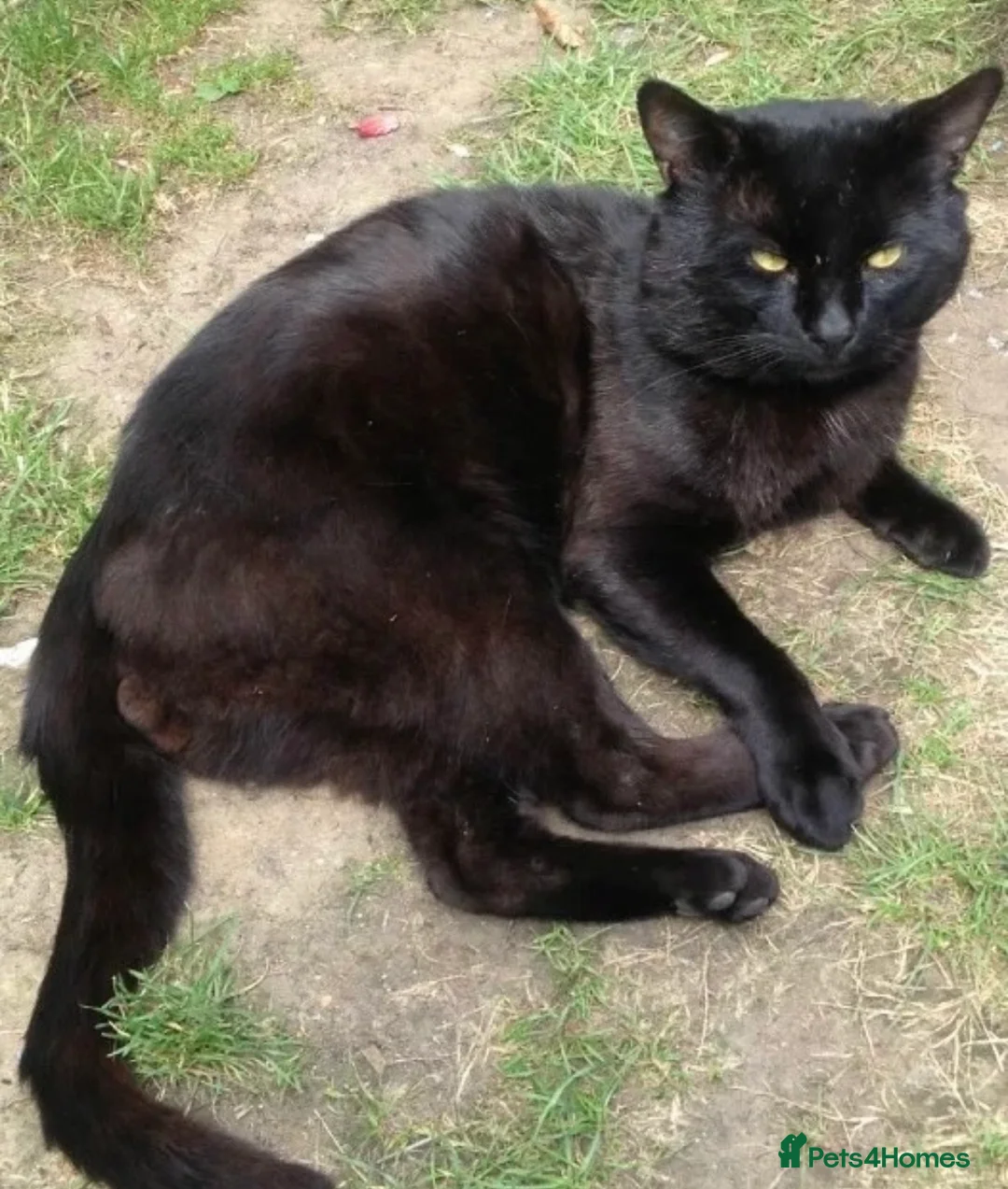 Mixed Breed cats for sale: 5 adorable kittens for sale! - Advert 14