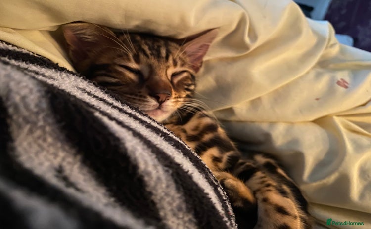 Bengal cats - Advert 1