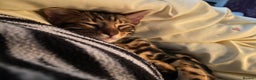 Bengal cats for sale: Gold black glitter bengal - Advert 1