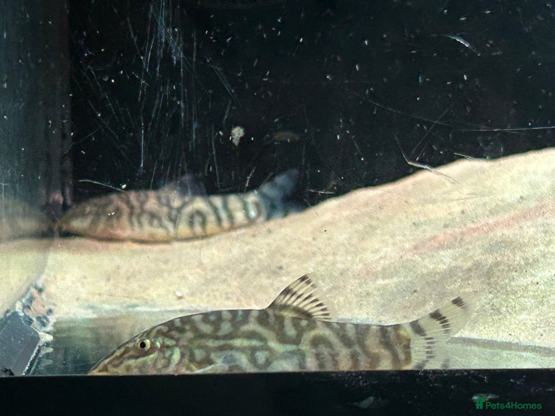 Catfish fish for sale: Loaches & Catfish - Image 4