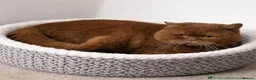 British Shorthair cats for sale: British Shorthair Kittens  - Advert 8