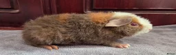 Guinea Pig rodents for sale: Teddy Baby Boar Guinea pigs - Advert 4