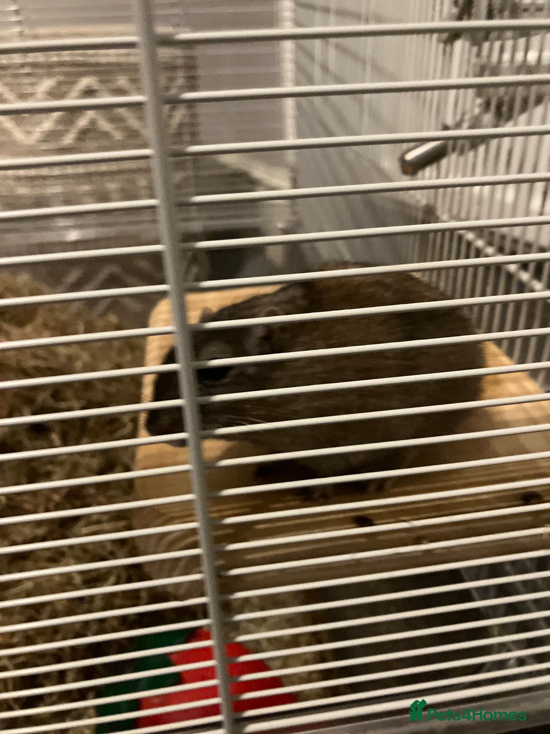 Gerbil rodents for sale: 2 female gerbils by blood sisters  - Advert 21