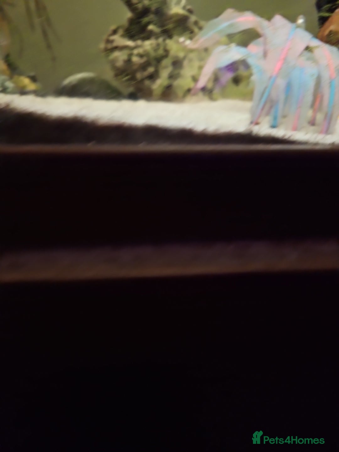 Fancy Goldfish fish for sale: Selection of temperate fish - Advert 4