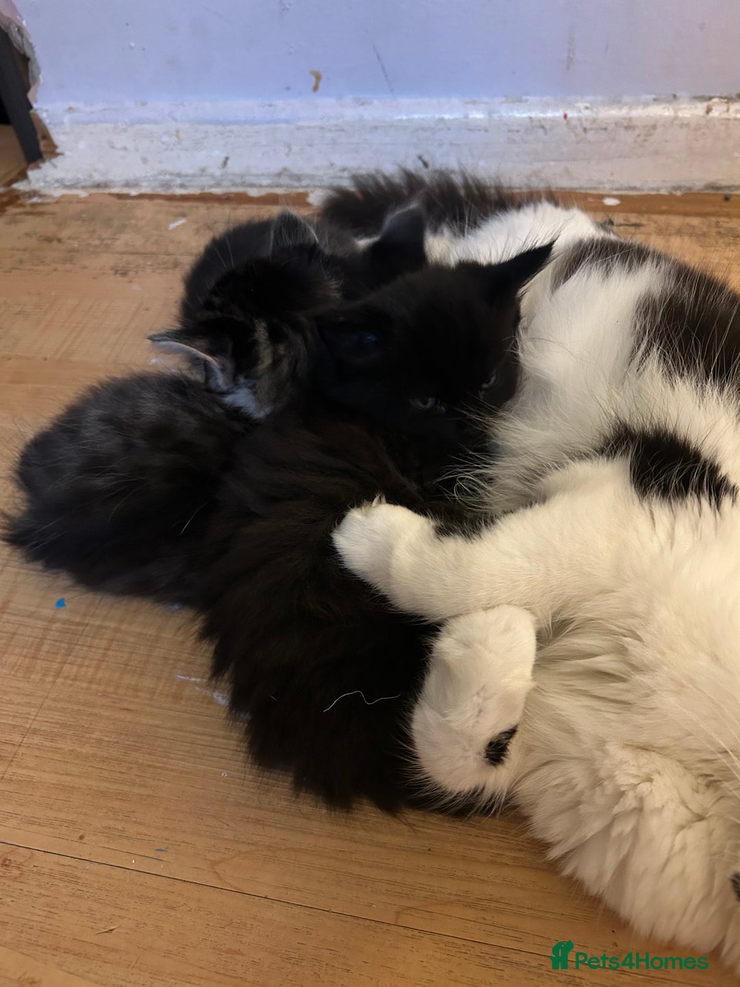 Mixed Breed cats for sale: 3 adorable kittens  - Image 2