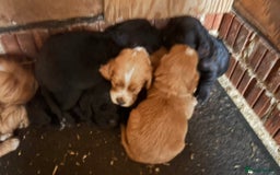 Cockapoo dogs for sale: Cockapoo puppies - Image 5