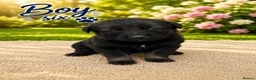 Mixed Breed dogs for sale: Belgian Shepard X caucasian Shepherd puppies - Advert 7