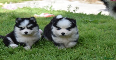 Pomsky dogs - Advert 1