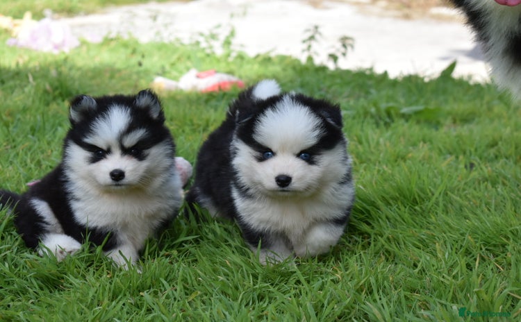 Pomsky dogs - Advert 4