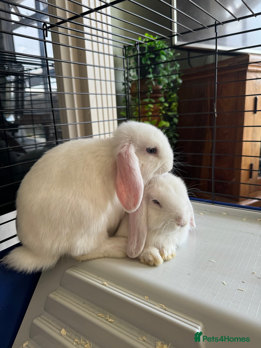 Mini Lop rabbits for sale: X2 male mini lop FREE to good home  - Image 6