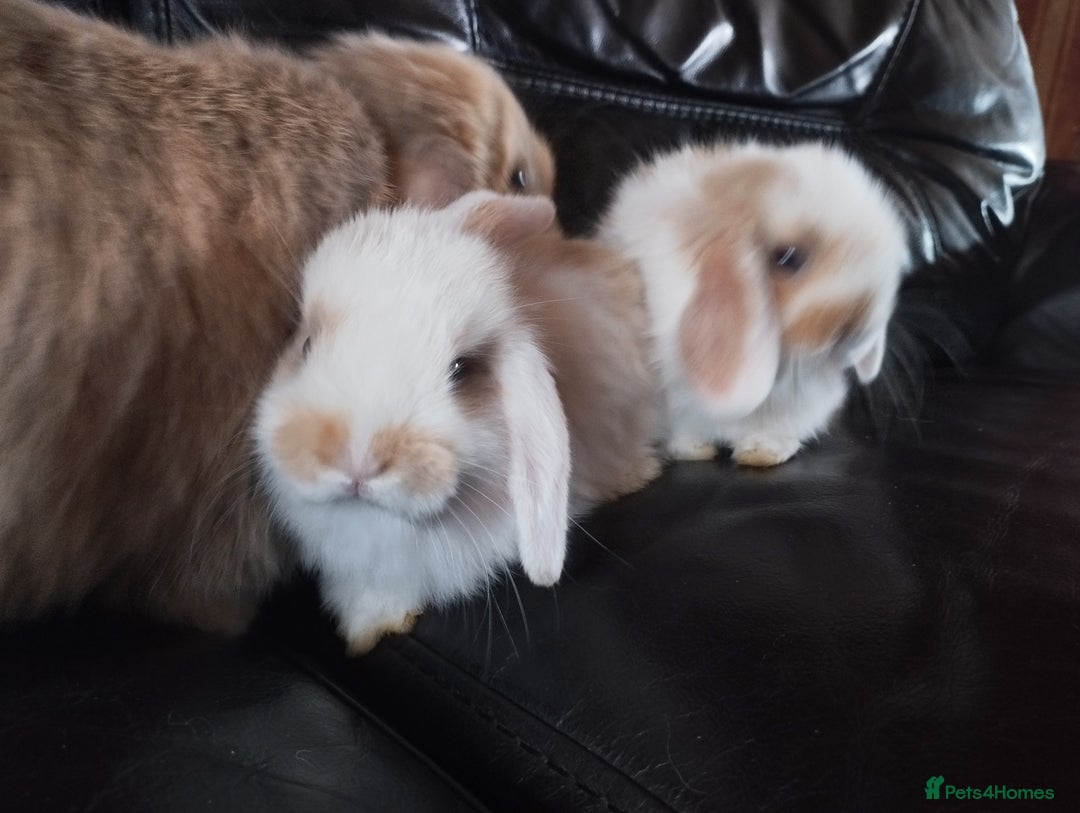 Mini Lop rabbits for sale: Mini lop boys and girls available. - Image 7
