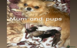 Chihuahua dogs for sale: Champion Line Chihuahua miniature puppies  - Image 23