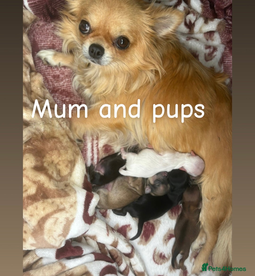 Chihuahua dogs for sale: Champion Line Chihuahua miniature puppies  - Image 23