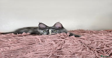Maine Coon cats - Advert 11