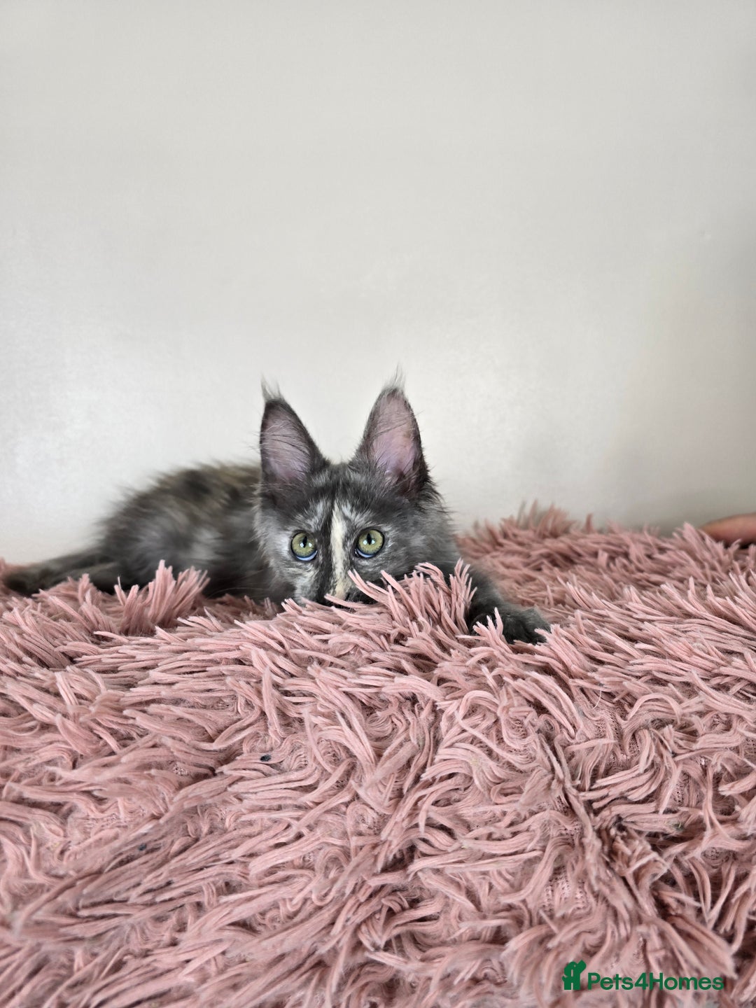 Maine Coon cats for sale: Ready now - TICA MaineCoon Kittens - Image 4