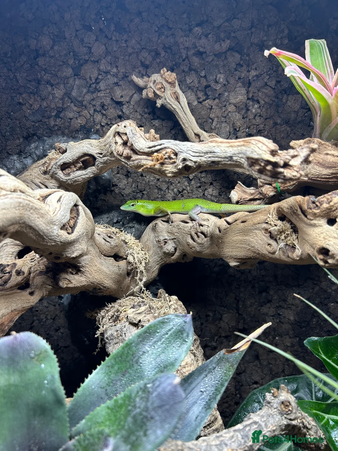Skink reptiles for sale: Emerald Tree Skink 15 month old Male in Gravesend - Advert 5