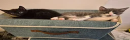 British Shorthair cats for sale: Cute Kittens - Advert 11