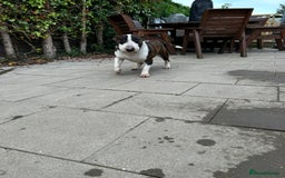 English Bull Terrier dogs for sale: Beautiful Bull Terrier looking for a new home  - Image 6
