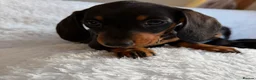 Miniature Dachshund dogs for sale: Beautiful Miniature Dachshund puppies for sale - Advert 9